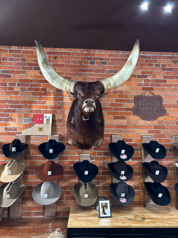 Meet Gus: The Legend on the Wall